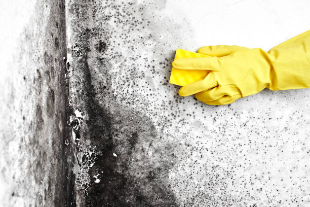 Best Health and Safety Mold Remediation in Medford, WI
