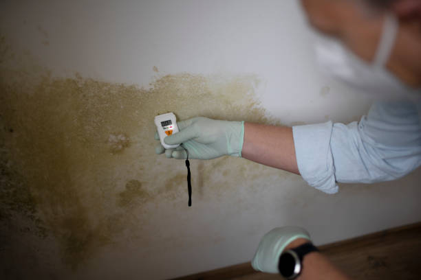 Best Black Mold Remediation in Medford, WI