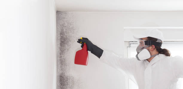 Best White Mold Remediation in Medford, WI