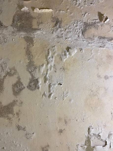 Best Localized Mold Remediation (e.g., coastal areas, humid climates) in Medford, WI