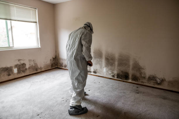 Best DIY Mold Remediation Support Services in Medford, WI