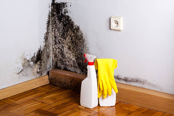 Best Bathroom Mold Remediation in Medford, WI