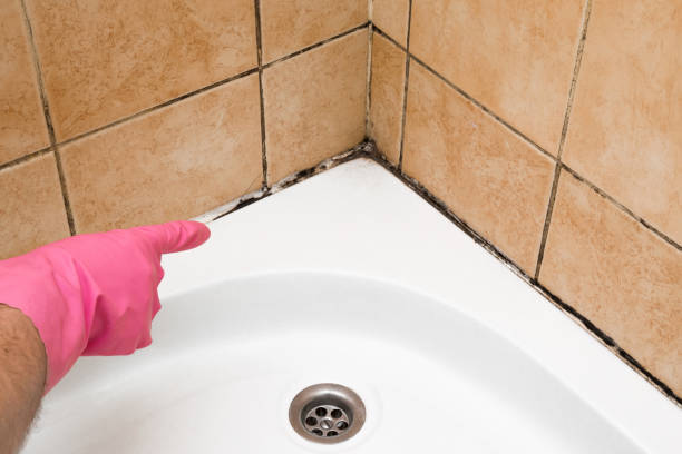 Best Basement Mold Remediation in Medford, WI